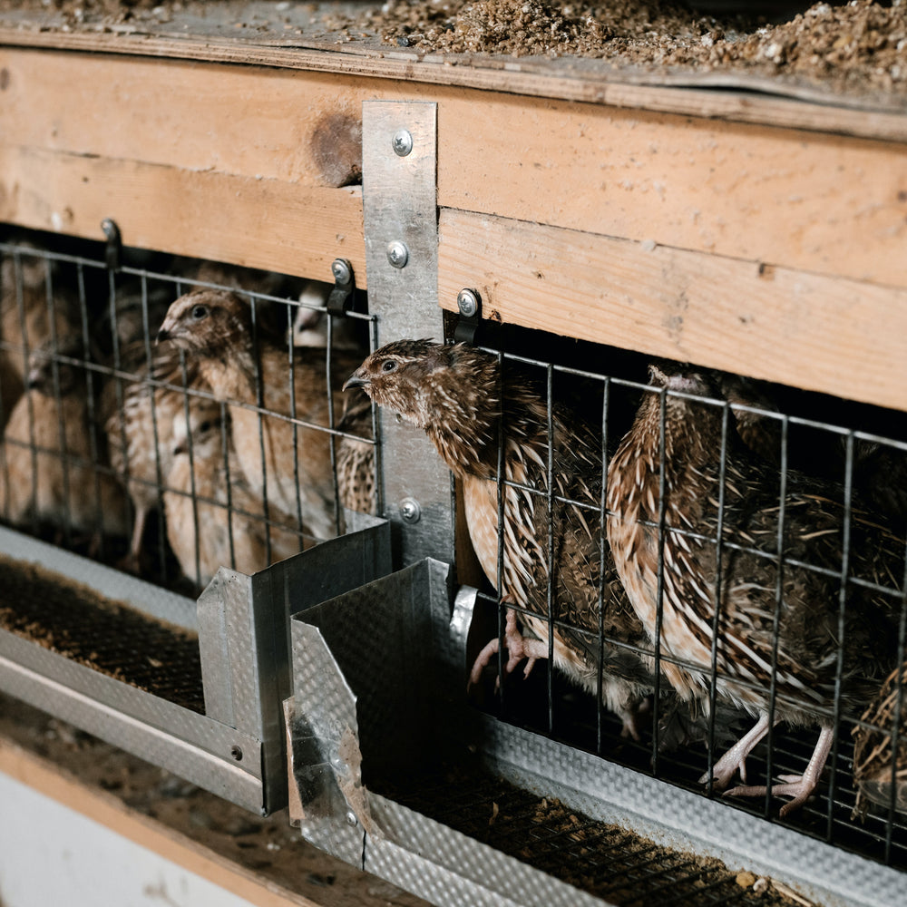Ethical Quail Farming: Promoting Comfort and Sustainability